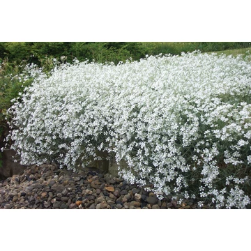 Cerastium tomentosum – molyhos madárhúr - CS12