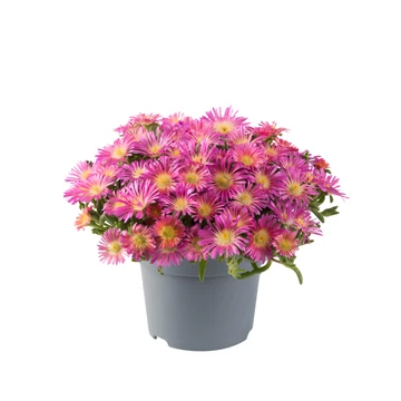 Delosperma cooperi 'Delmara Pink' – délvirág, kristályvirág - CS12