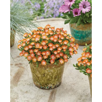 Delosperma cooperi 'Ice Cream Orange' – délvirág, kristályvirág - CS12