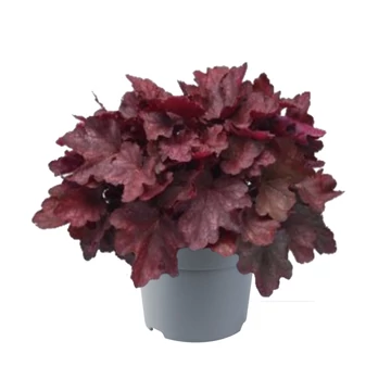 Heuchera 'Carnival Burgundy Blast' – tűzeső - CS12