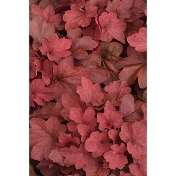 Heuchera 'Carnival Cinnamon Stick' – tűzeső - CS12