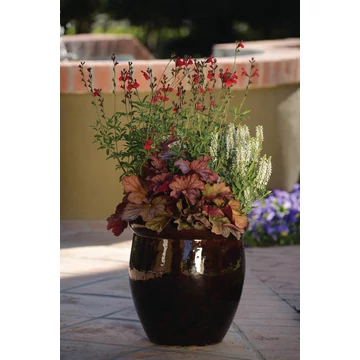 Heuchera 'Carnival Watermelon' – tűzeső - CS12