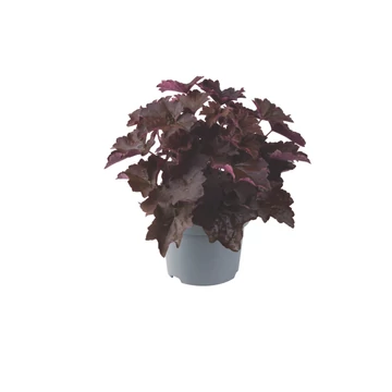 Heuchera 'Palace Purple' – tűzeső - CS12