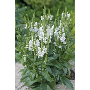 Physostegia virginia 'Crystal Peak White' – füzérajak - CS12