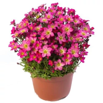 Saxifraga arendsii 'Touran Pink' – mohalevelű kőtörőfű - CS12