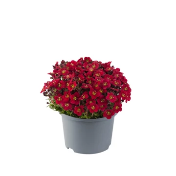 Saxifraga arendsii 'Touran Red' – mohalevelű kőtörőfű - CS12