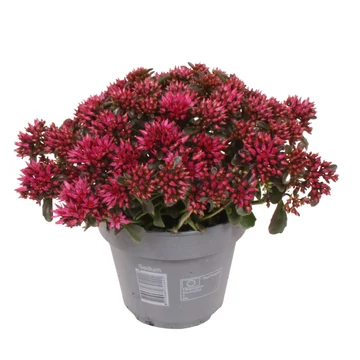 Sedum spurium 'Spot on Deep Rose' – kaukázusi varjúháj - CS12