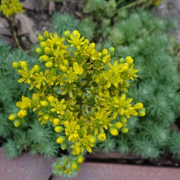 Sedum forsterianum 'Oracle' – csomóslevelű varjúháj - CS12