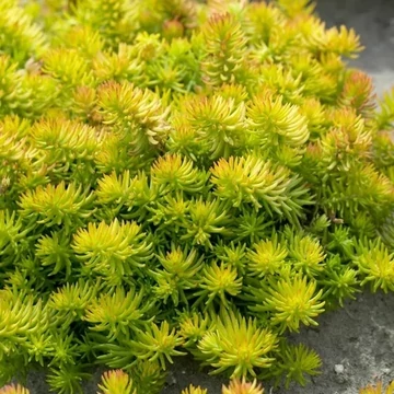 Sedum reflexum (ruprestre) 'Angelina' – kövi varjúháj - CS12