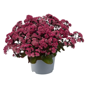 Sedum telephium 'Seduction Rosé Soirée' – varjúháj - CS17
