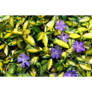 Vinca minor 'Variegated Golden' – kis meténg - CS12