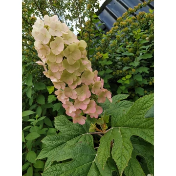 Hydrangea quercifolia - tölgylevelű hortenzia - CS12