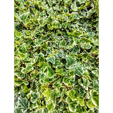 Hedera helix 'White wonder' - borostyán - CS9