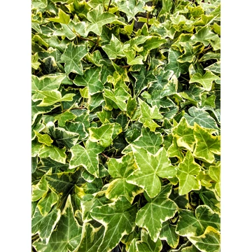 Hedera helix 'Goldchild' - borostyán - CS9