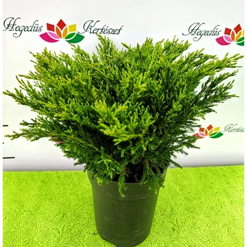 Juniperus horizontalis 'Andorra Compact' - henyeboróka - CS15