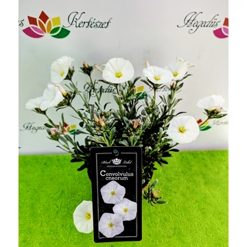 Convolvulus cneorum - ezüstös hajnalka - CS14