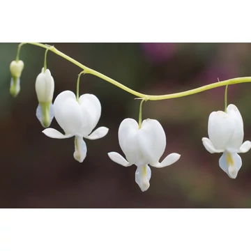 Dicentra spectabilis 'Alba' - szívvirág fehér - CS10