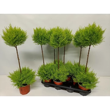 Cupressus macrocarpa 'Goldcrest' - ciprus - CS14