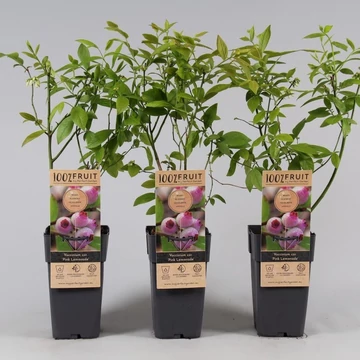 Vaccinium corymbosum 'Pink Lemonade' - öntermő áfonya - CS15