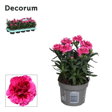 Dianthus 'Purple Wings' - szegfű - CS10,5