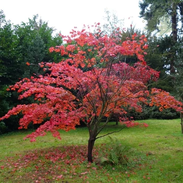 Acer palmatum 'Atropurpureum' - Vöröslevelű japán juhar