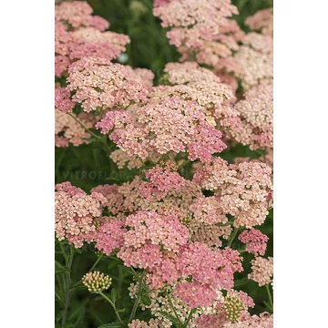 Achillea millefolium 'Lachsschönheit' - közönséges cickafark  - CS12