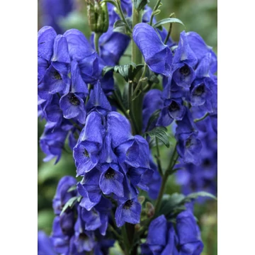 Aconitum carmichaelii 'Royal Flush' - sisakvirág - CS11