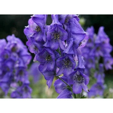 Aconitum fischeri - sisakvirág - CS11