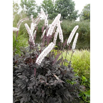 Actaea simplex 'Pink Spike' - poloskavész - CS21