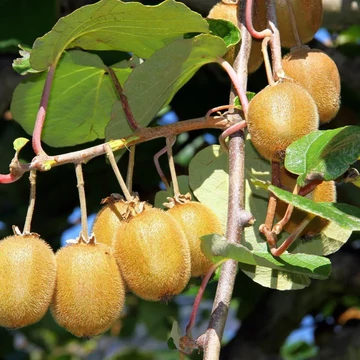 Actinidia deliciosa 'Jenny' - kivi - CS11