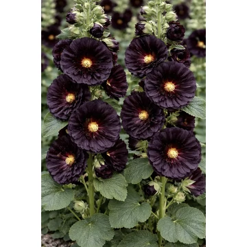 Alcea rosea 'Nigra' - mályvarózsa - CS11