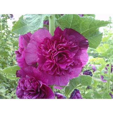 Alcea rosea 'Double Purple' - mályvarózsa - CS11