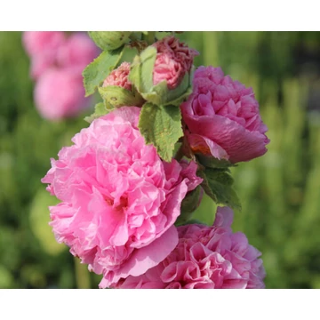Alcea rosea 'Double Rose' - mályvarózsa - CS11