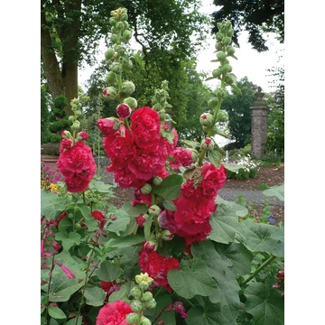Alcea rosea 'Double Scarlet' - mályvarózsa - CS11