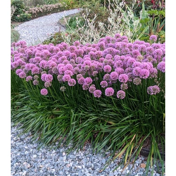 Allium hybrida 'Millenium' - díszhagyma - CS14