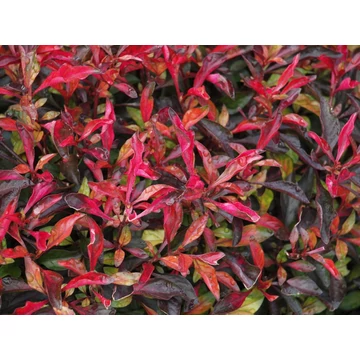 Alternanthera bettzickiana 'Ariba Deep Red' - papagájlevél - CS12