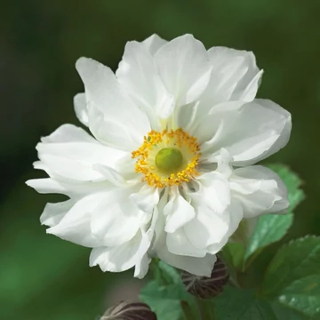 Anemone hybrida 'Wirlwind' - szellőrózsa - CS11