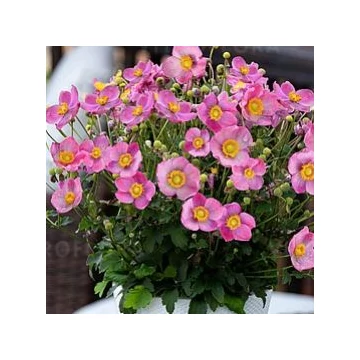 Anemone x hybrida 'Little Breeze Kiss' - szellőrózsa - CS12