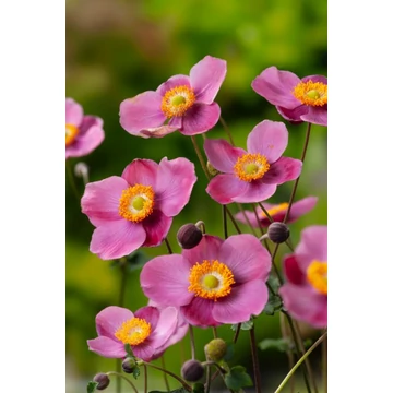 Anemone hupehensis 'Praecox'– kínai szellőrózsa - CS11
