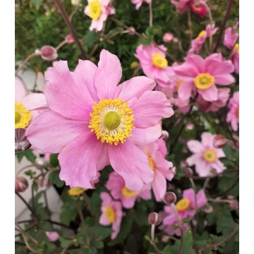 Anemone hybrida 'Serenade' - szellőrózsa - CS11