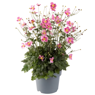 Anemone hupehensis 'Emmy Bicolour' -  kínai szellőrózsa - CS12