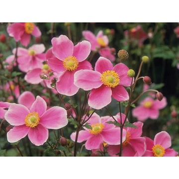 Anemone hybrida 'Hadspen Abundance' - szellőrózsa - CS11