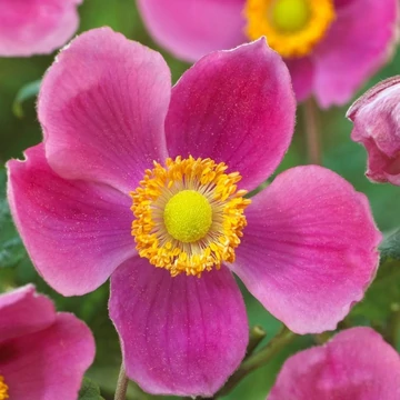 Anemone hupehensis 'Splendens' -  kínai szellőrózsa - CS11