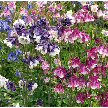 Aquilegia vulgaris 'Kirigami' - harangláb - CS12