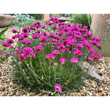 Armeria maritima 'Rose' – pázsitszegfű - CS12