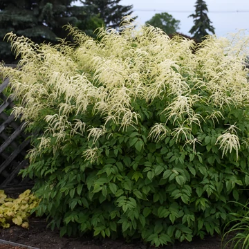 Aruncus dioicus - erdei tündérfürt - CS14