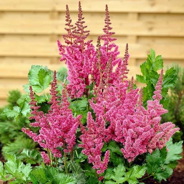 Astilbe chinensis 'Little Visions in Pink' - tollbuga - CS11