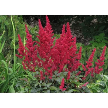 Astilbe arendsii 'Go Go Red'  - tollbuga - CS15