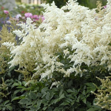 Astilbe arendsii 'Snow Spirit'  - tollbuga - CS11