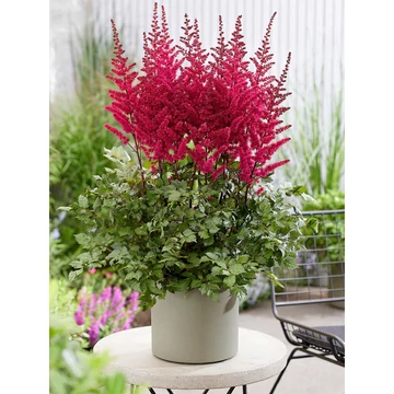 Astilbe arendsii 'Vulcano'  - tollbuga - CS11